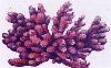 Rasberry coral