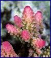 tips of branches of coral (Acropora sp.)