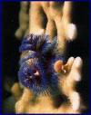 Christmas tree worm (Spirobranchus giganteus)