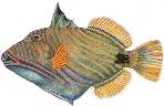 Orangestriped triggerfish (Balistapus undulatus)